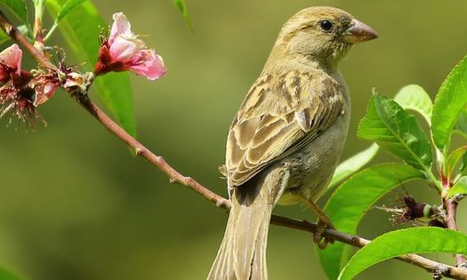 Small bird on a branch 