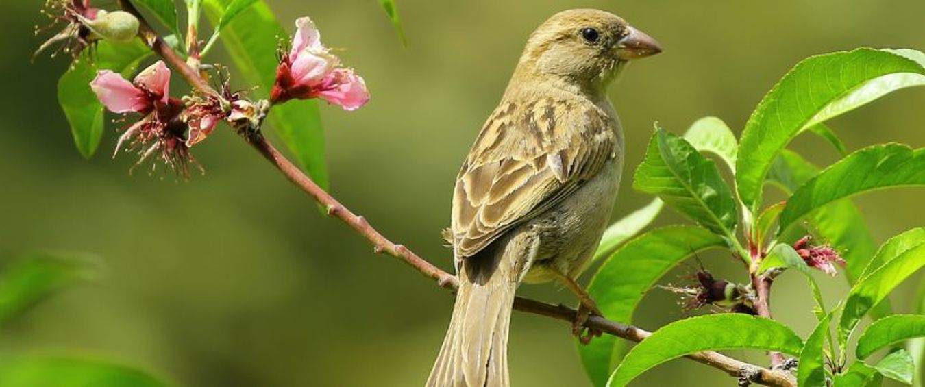 Small bird on a branch 