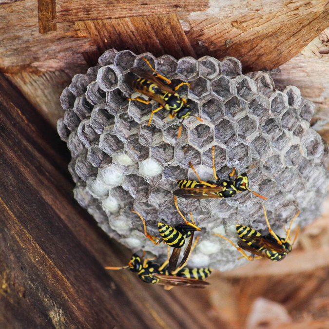 a wasps nest inside a home